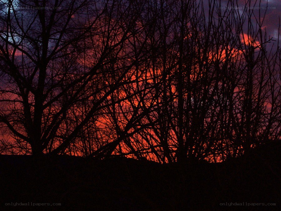 Silhouetted trees at sunset