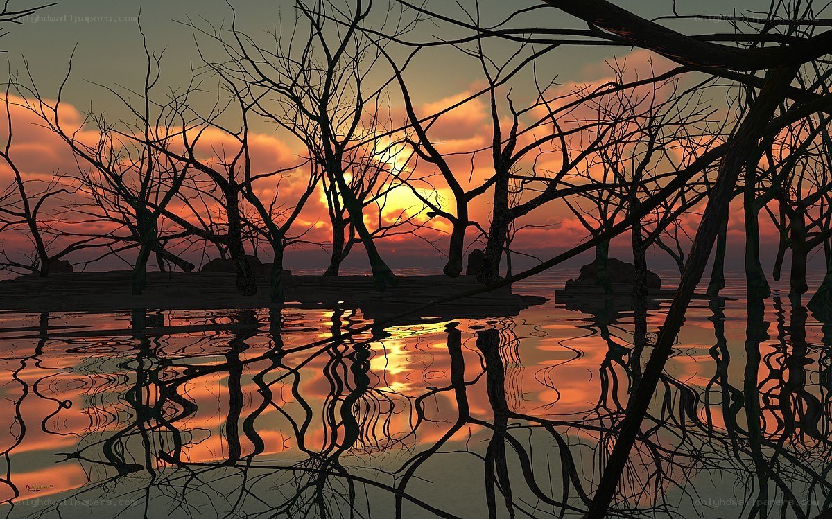 Silhouetted trees at sunset