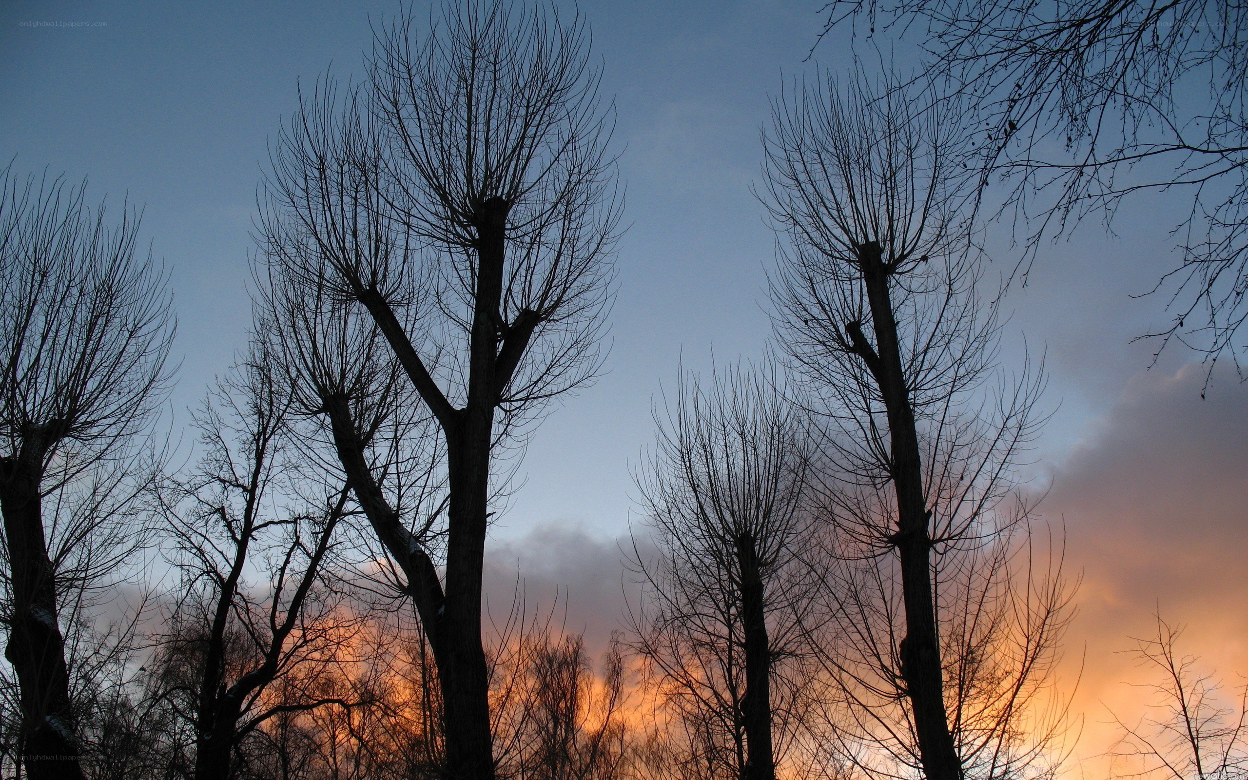 silhouetted trees at sunset