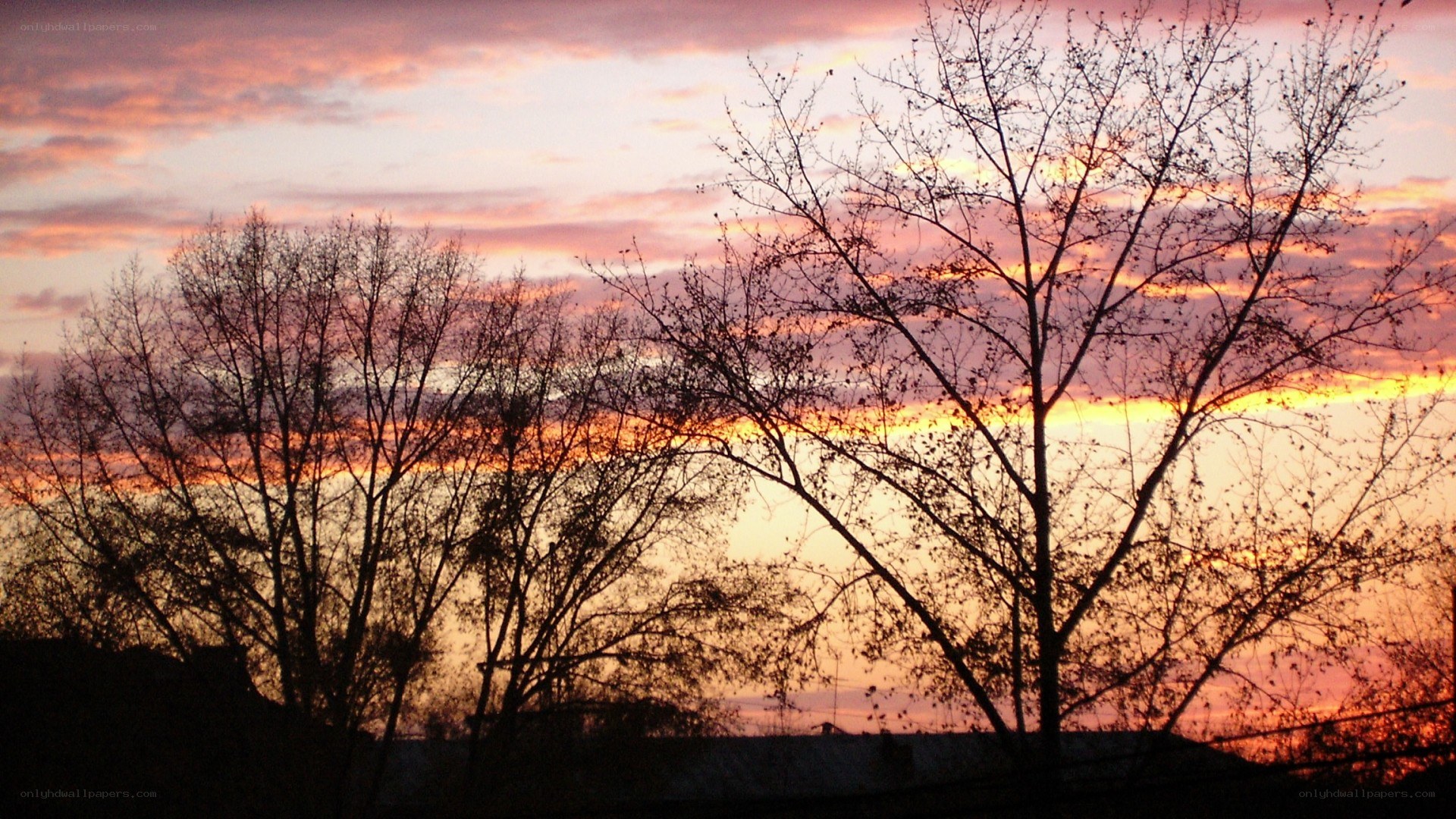 Silhouetted trees at sunset
