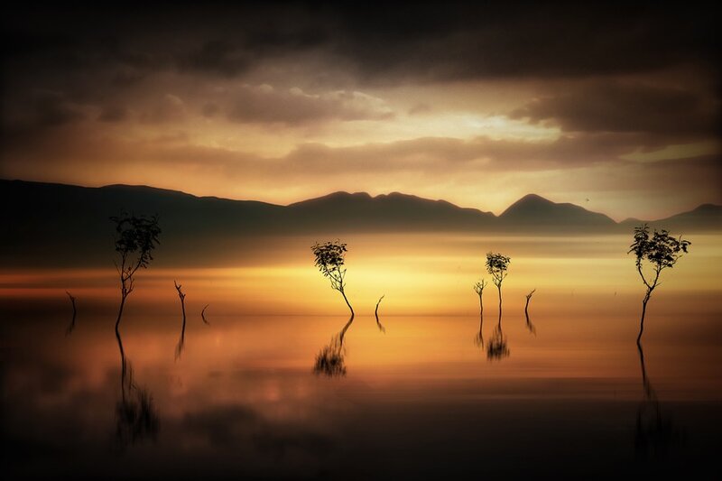 Silhouetted trees at sunset