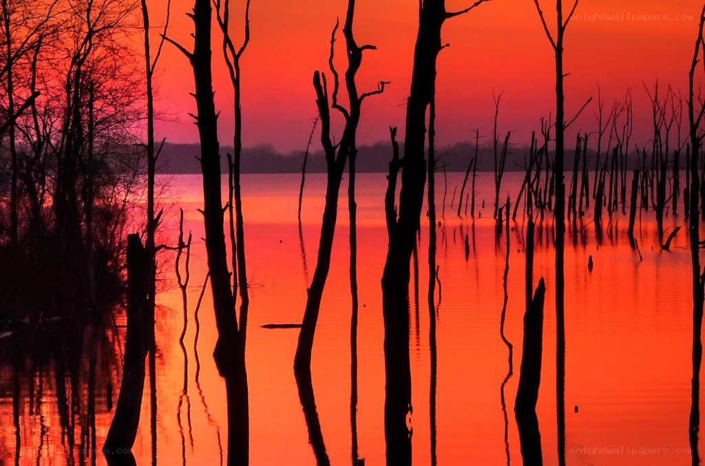 Silhouetted trees at sunset