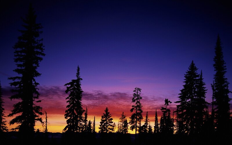 Silhouetted trees at sunset