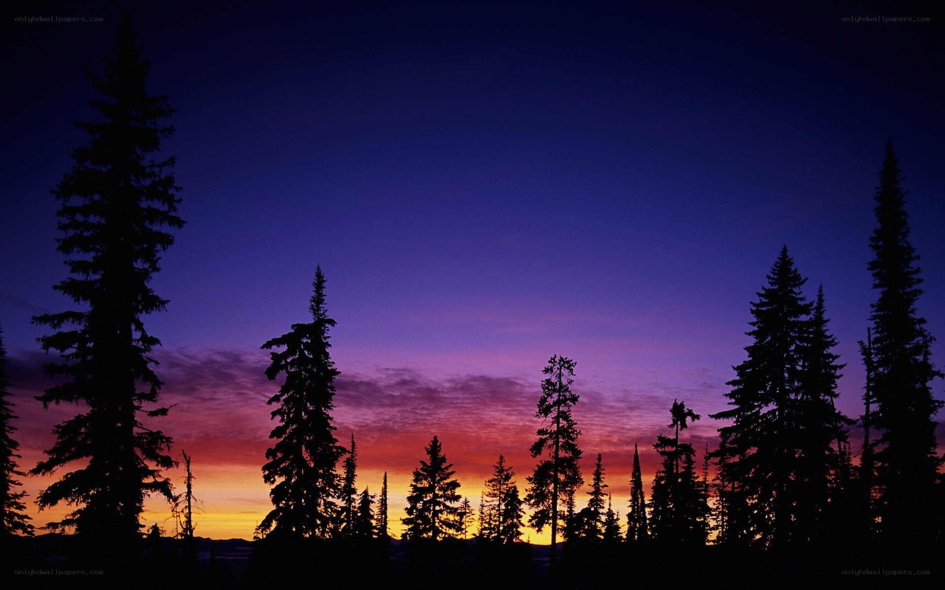 Silhouetted trees at sunset