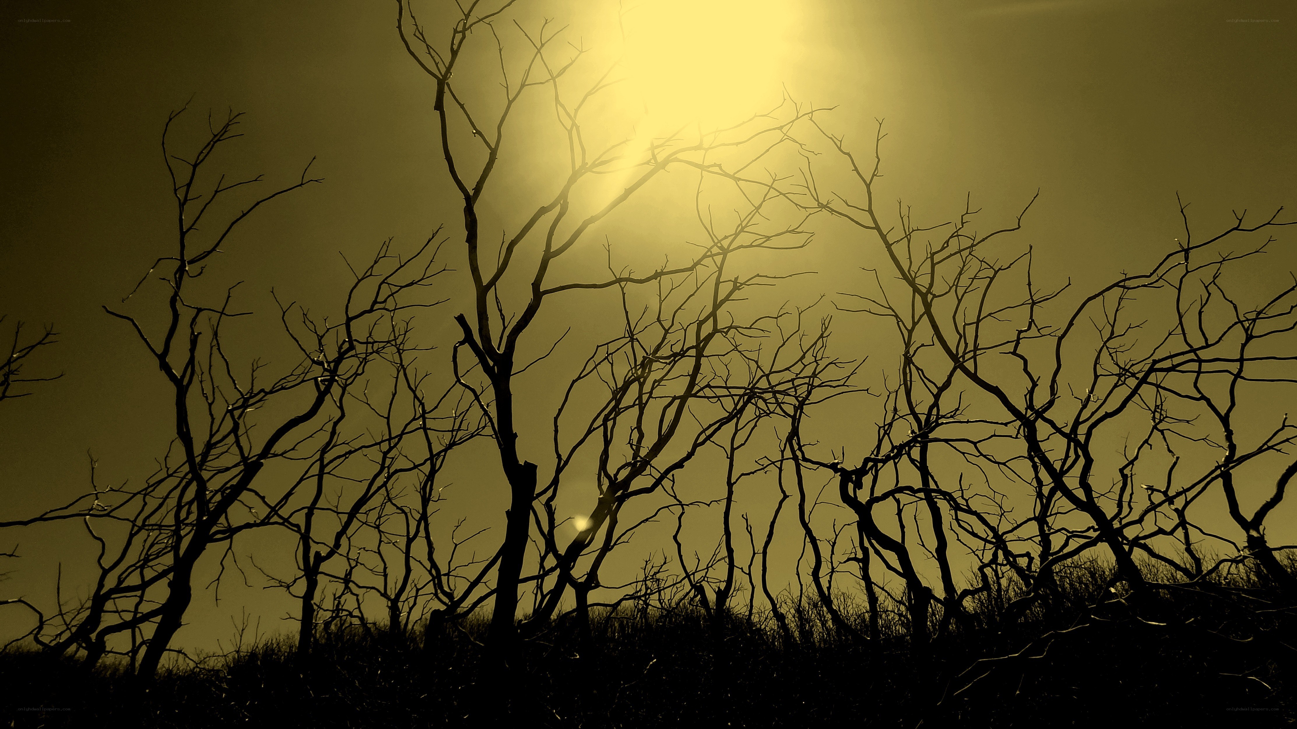 Silhouetted trees at sunset