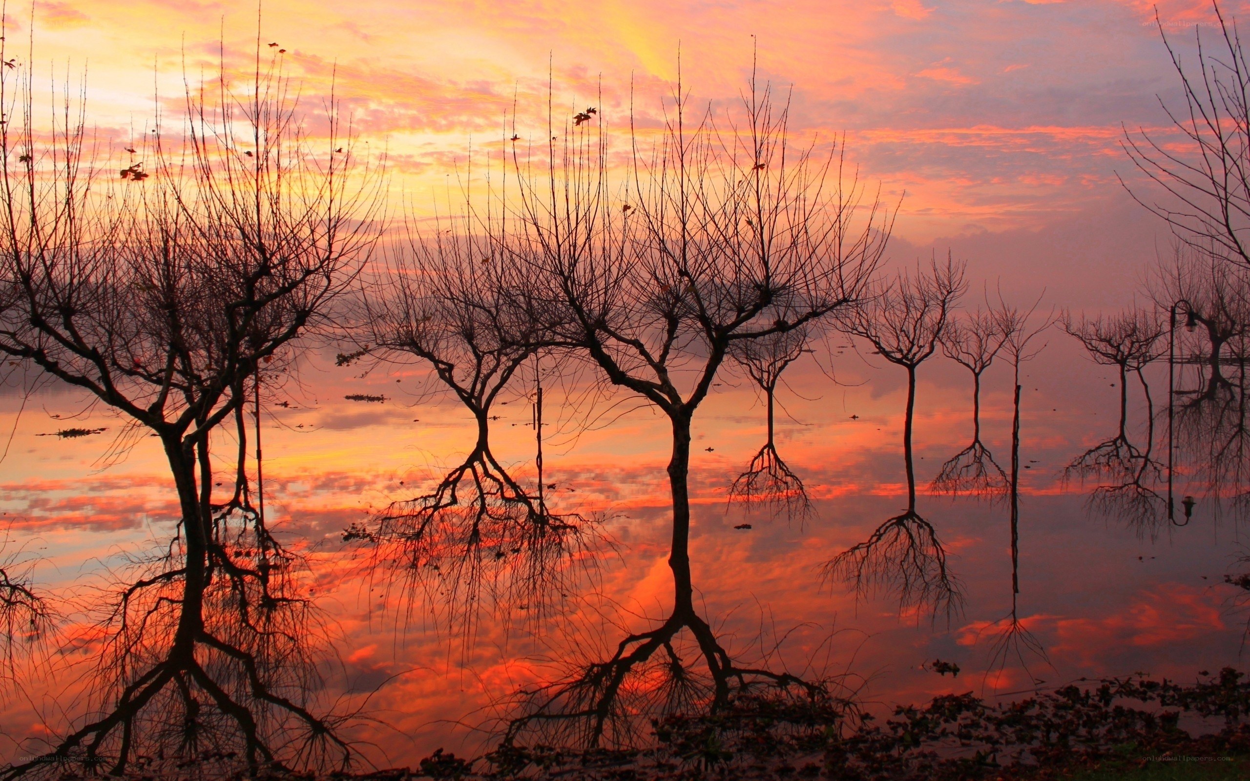 Silhouetted trees at sunset