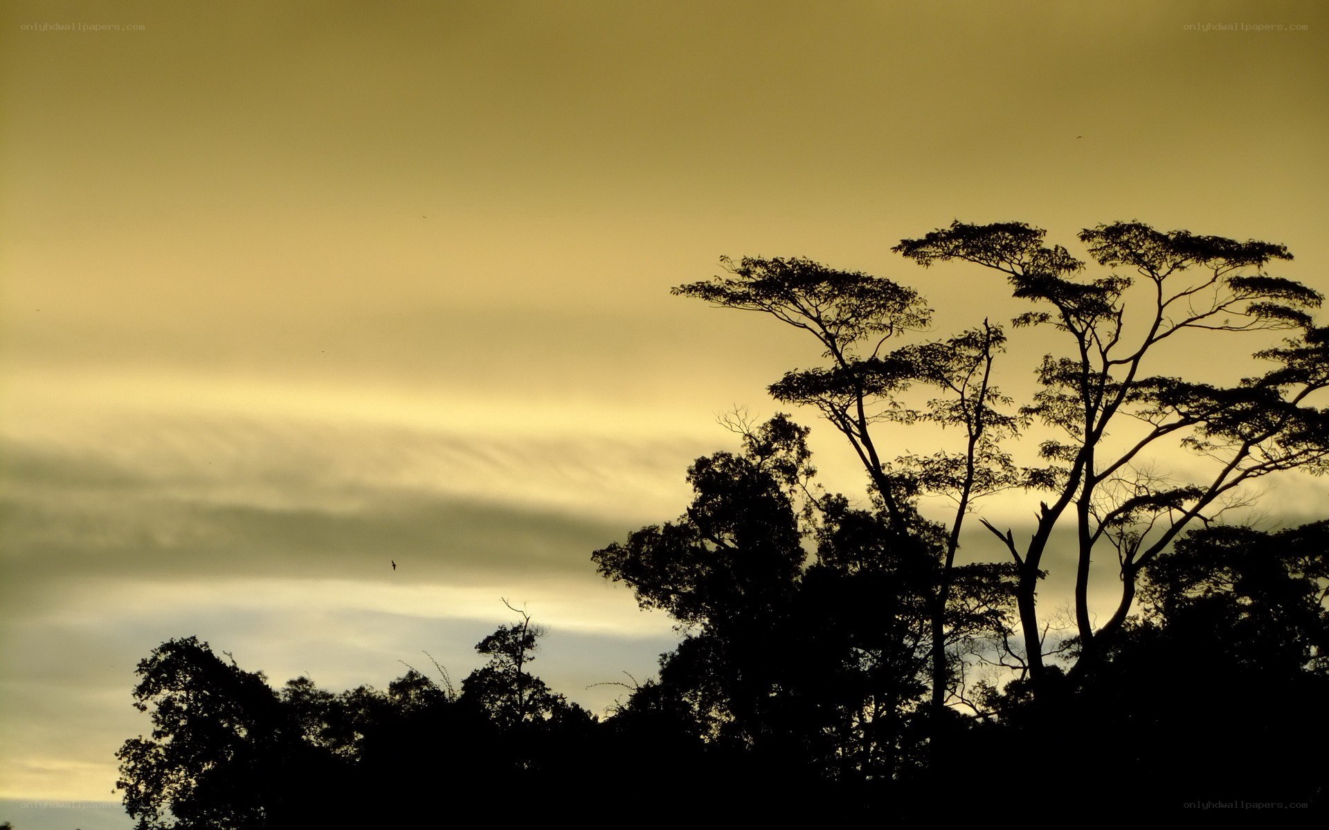 silhouetted trees at sunset