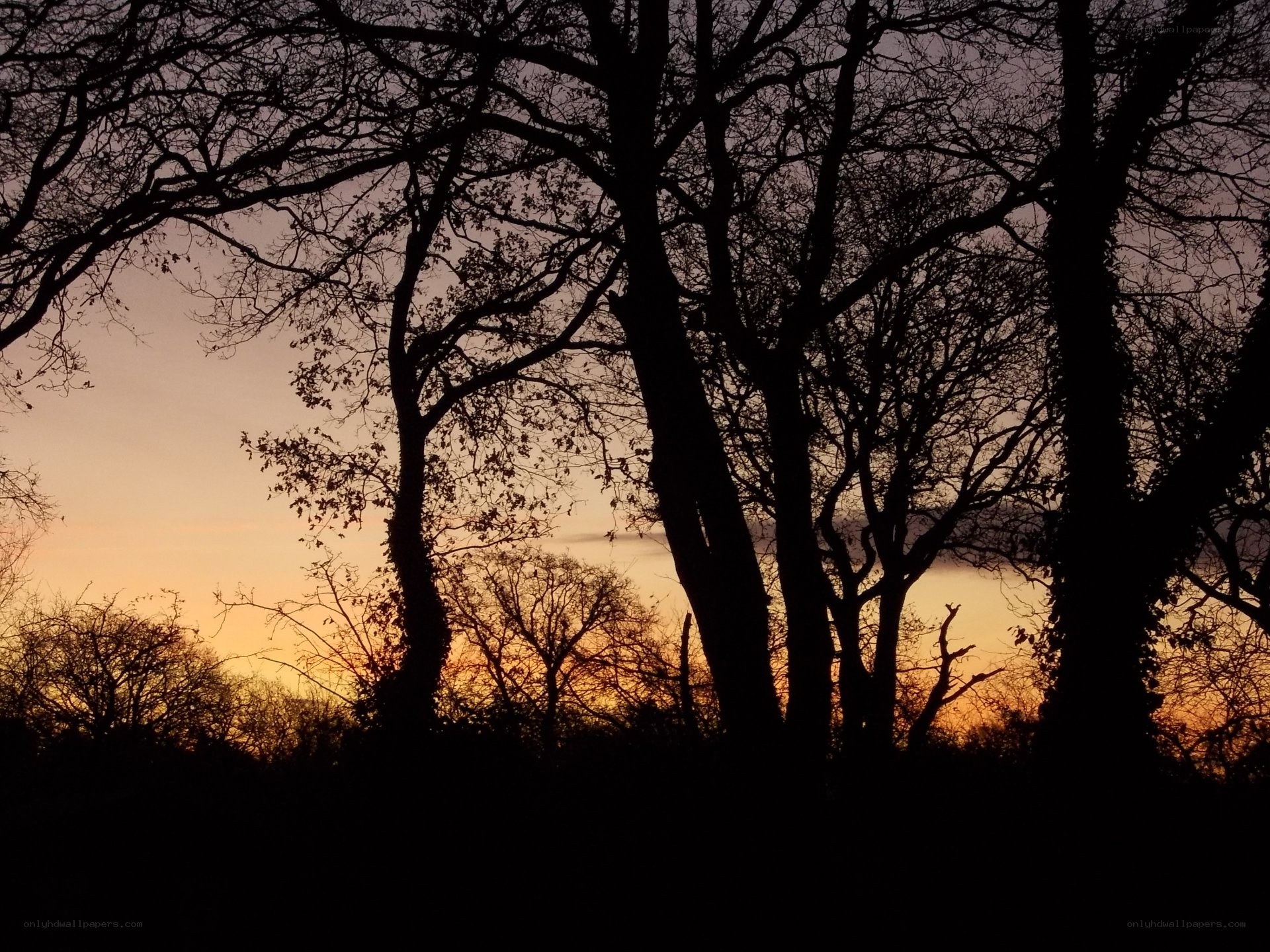 Silhouetted trees at sunset