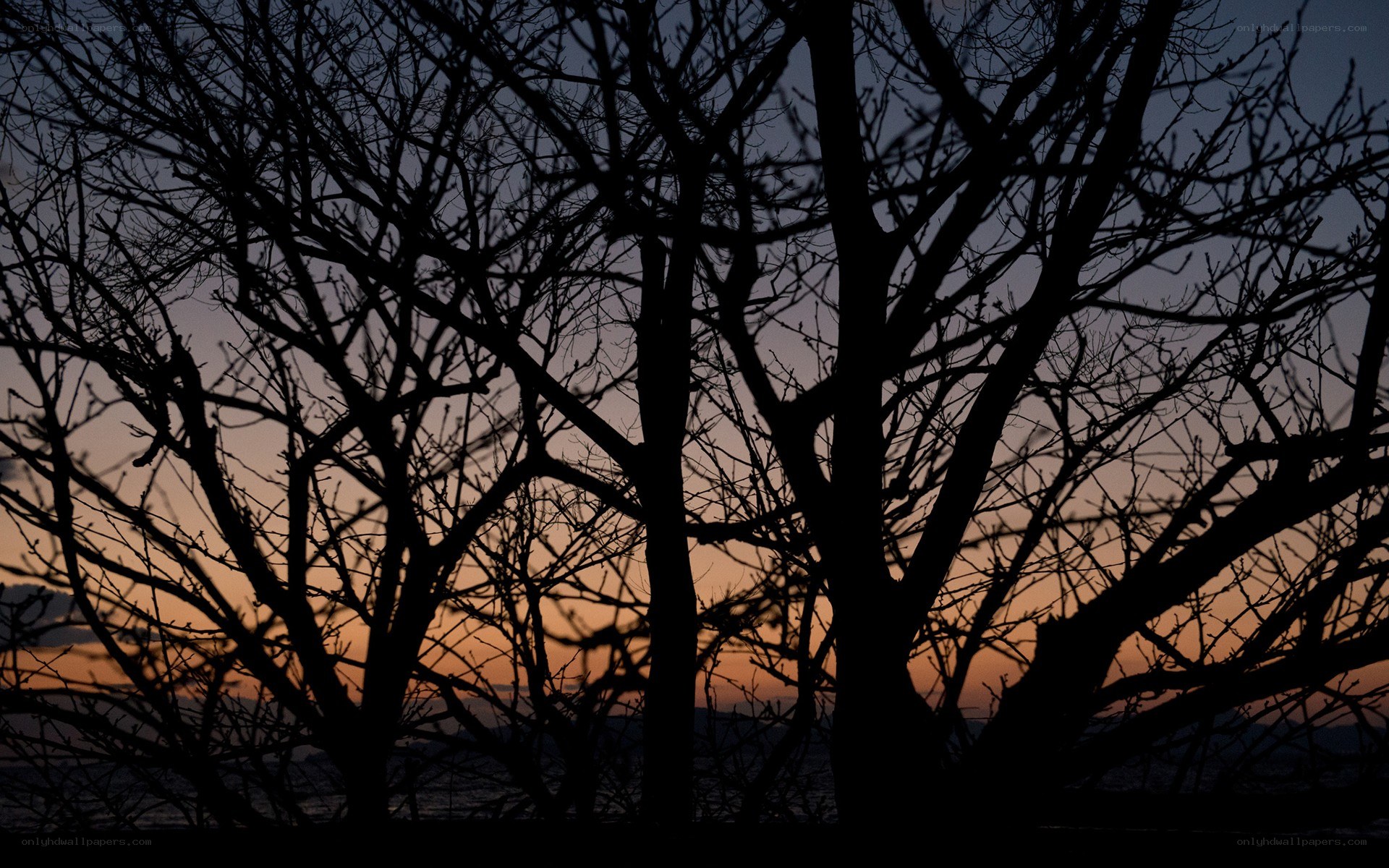 Silhouetted trees at sunset