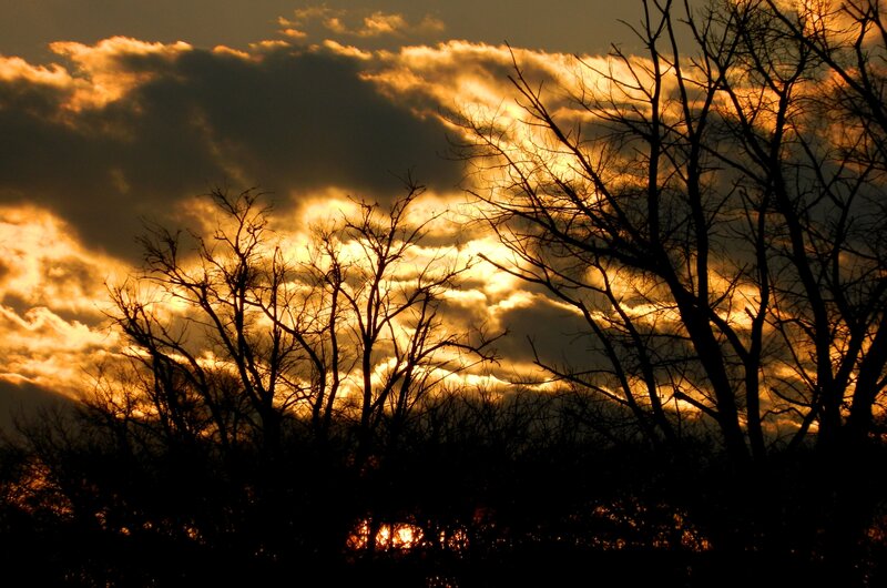 Silhouetted trees at sunset