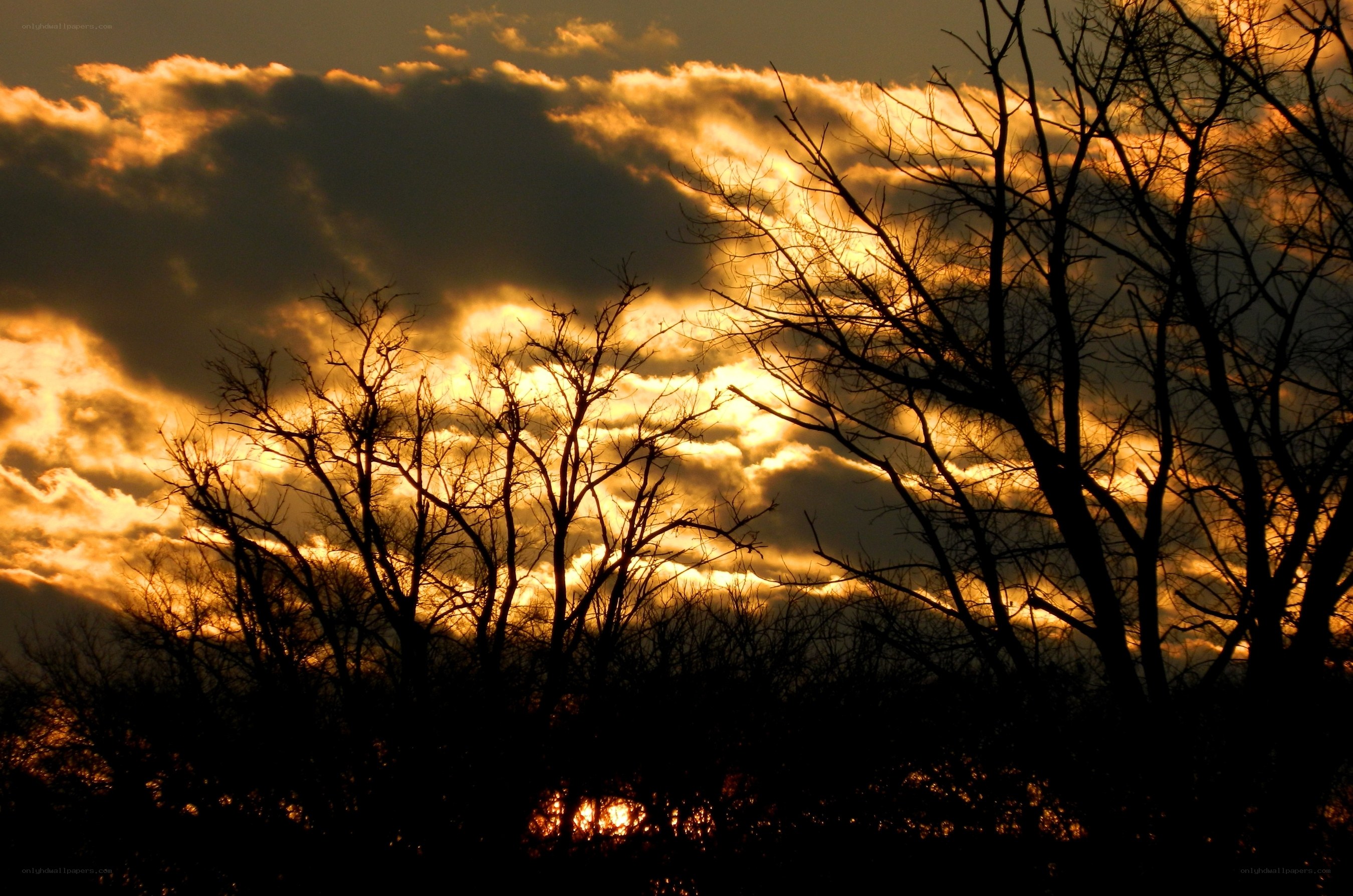 Silhouetted trees at sunset