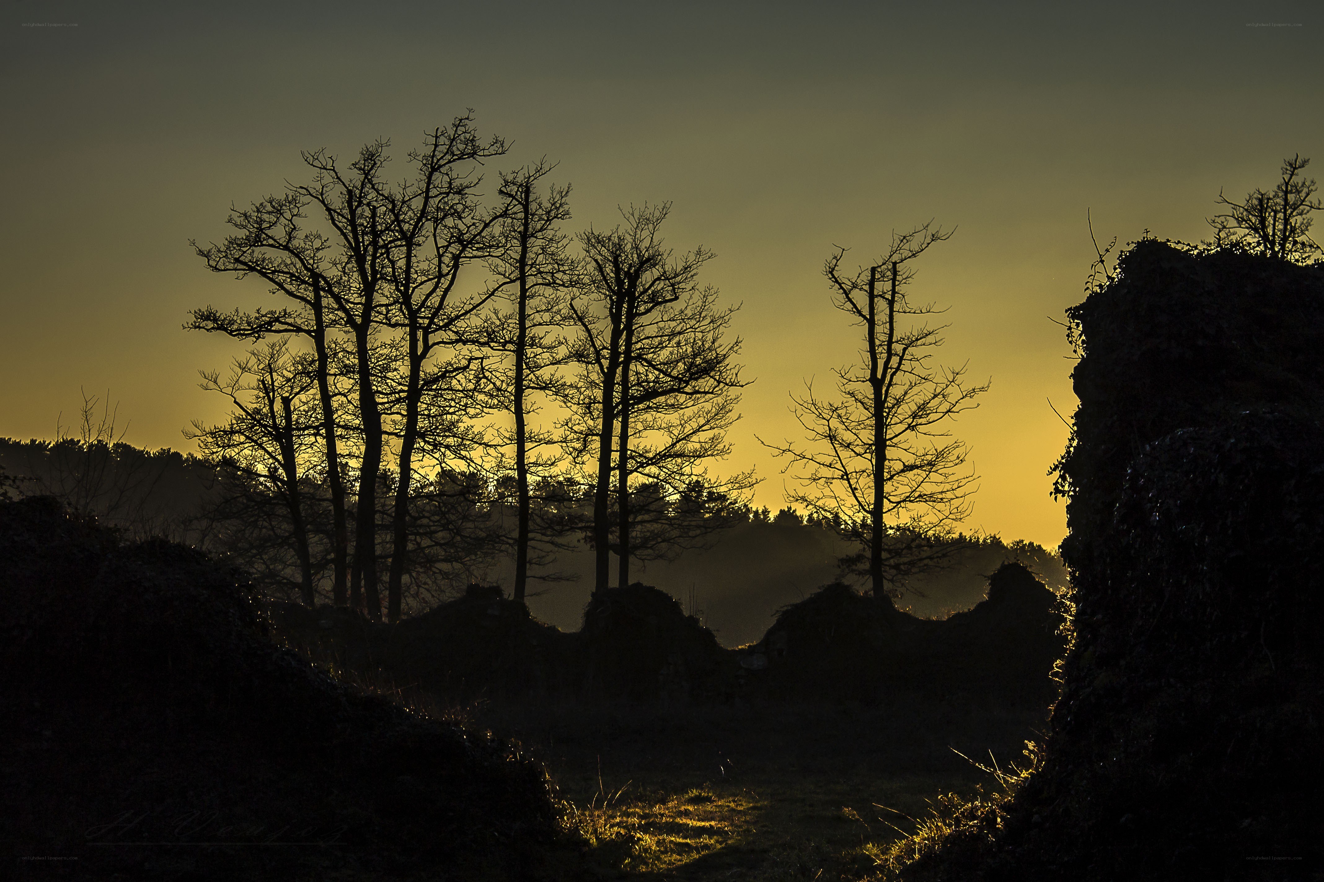 Silhouetted trees at sunset