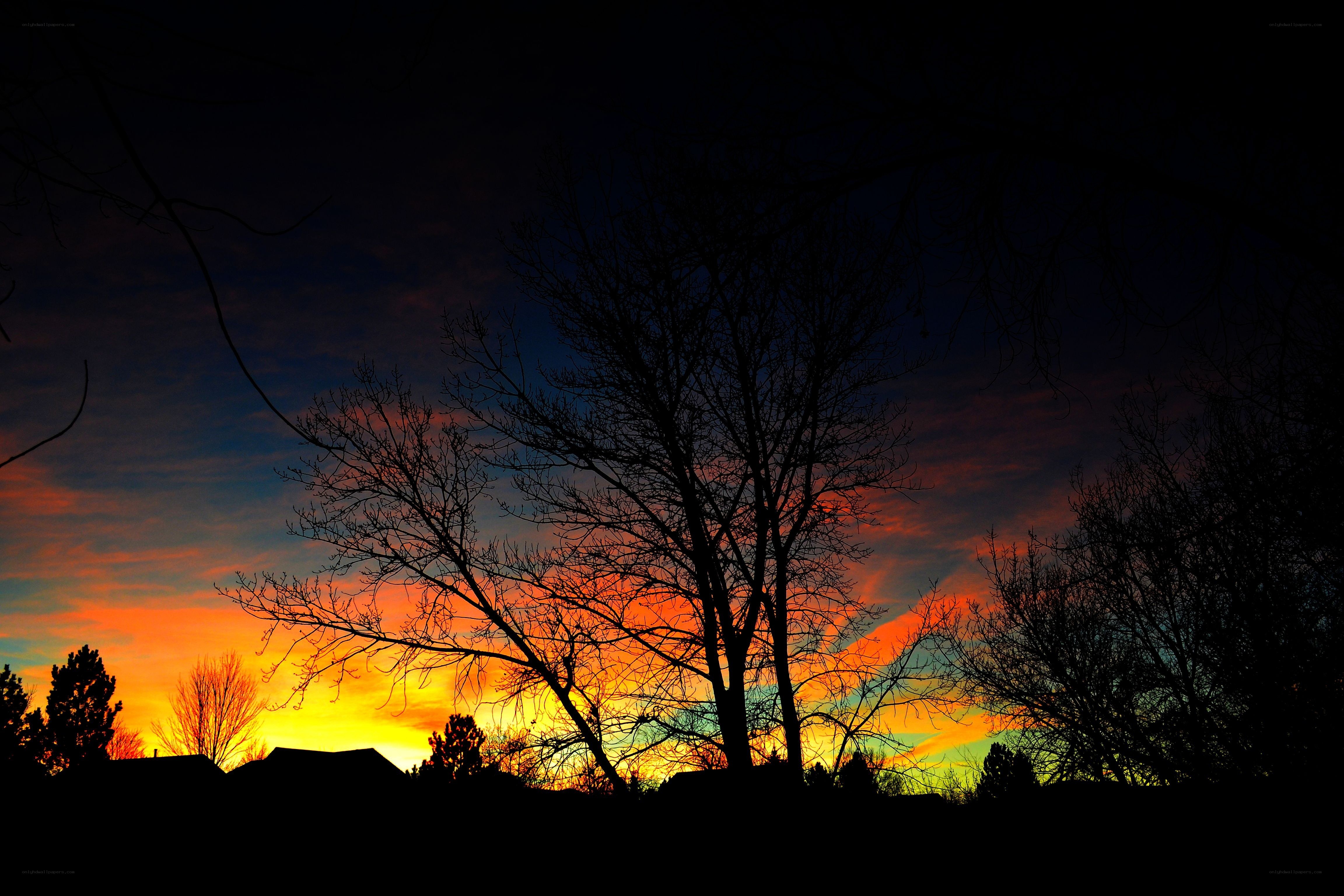 Silhouetted trees at sunset