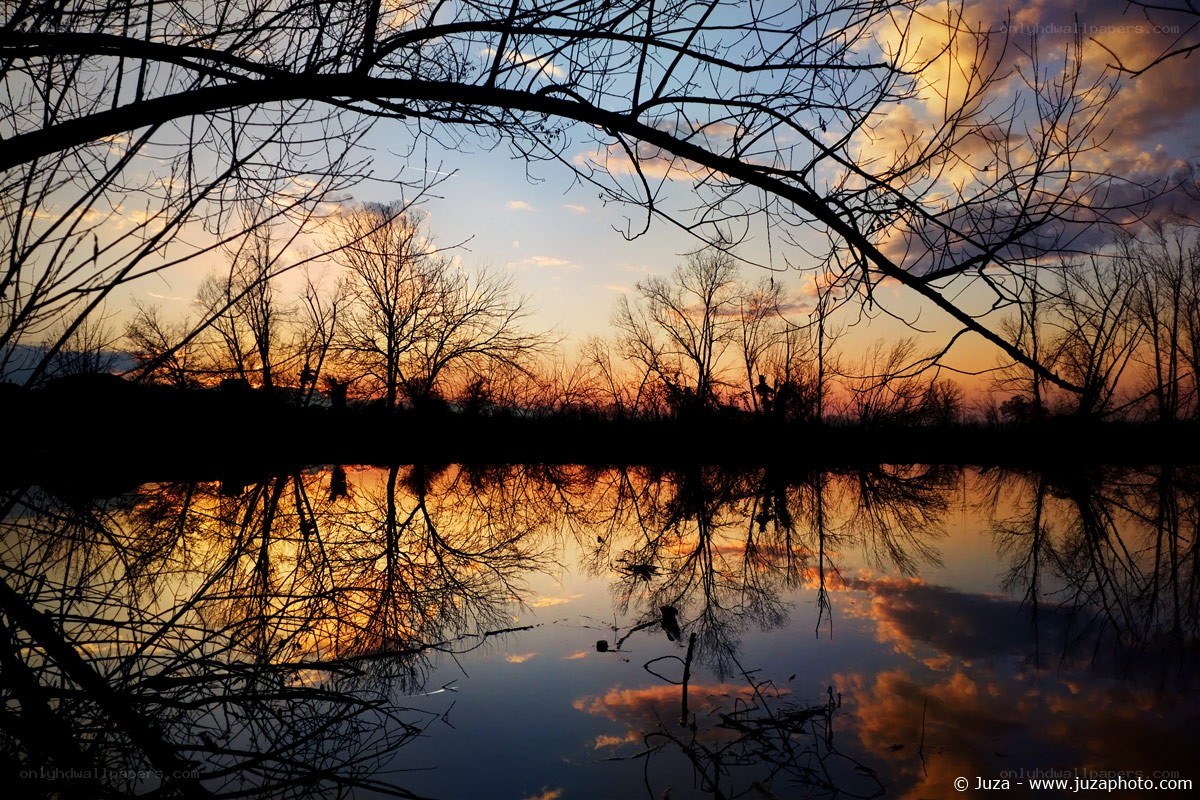 Silhouetted trees at sunset