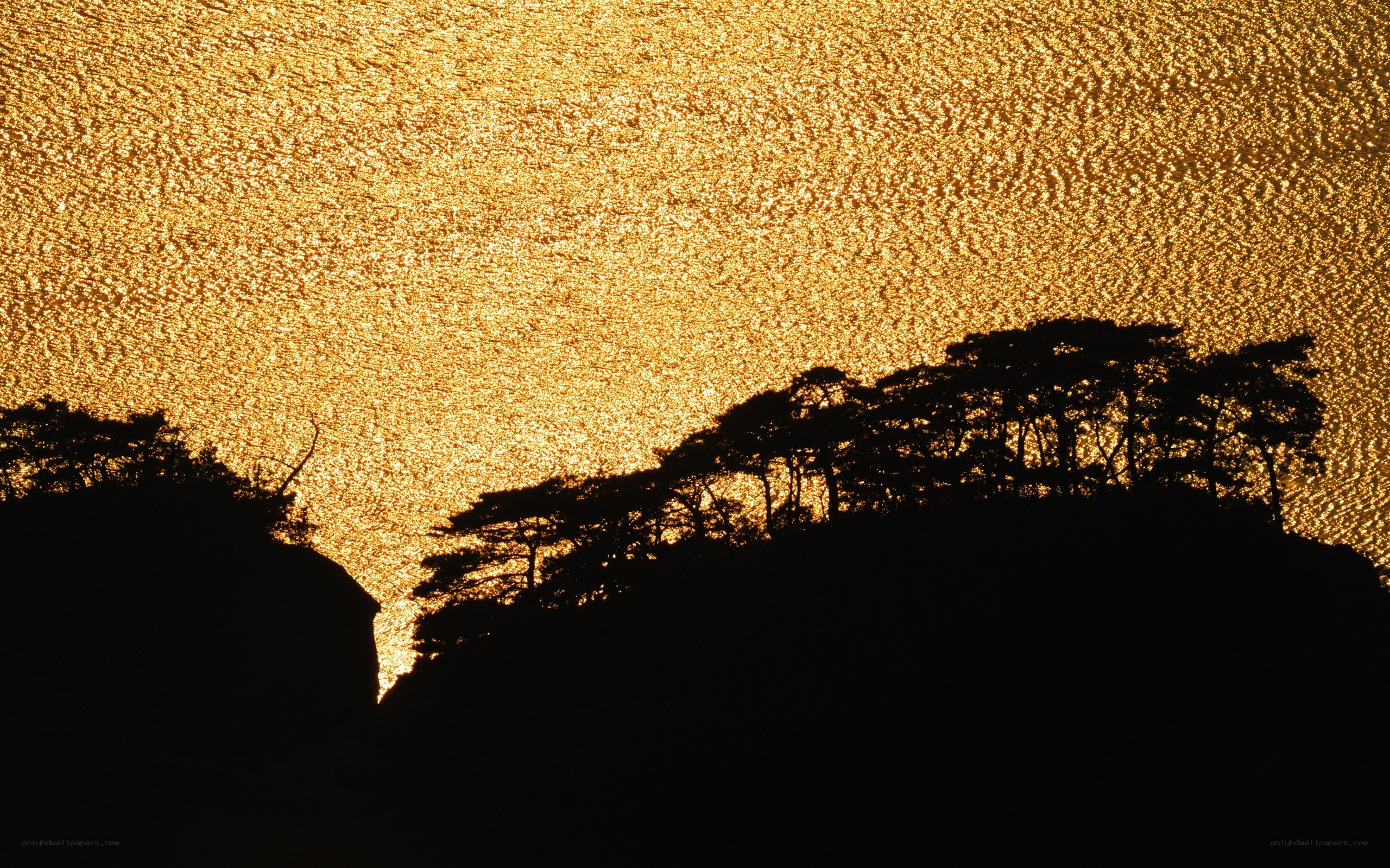 Silhouetted trees at sunset