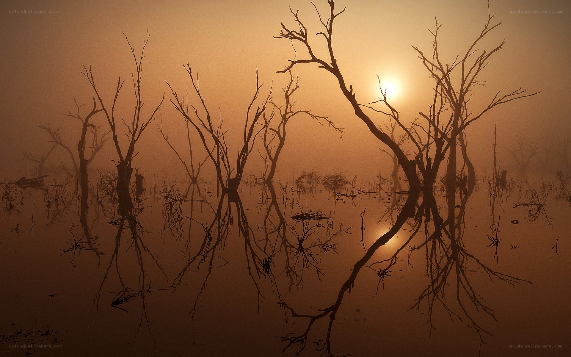 Silhouetted trees at sunset