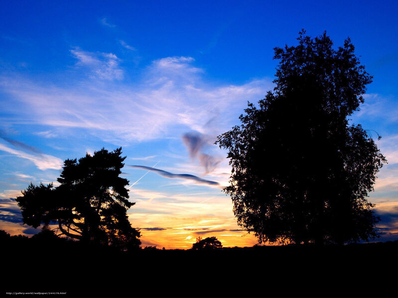 Silhouetted trees at sunset