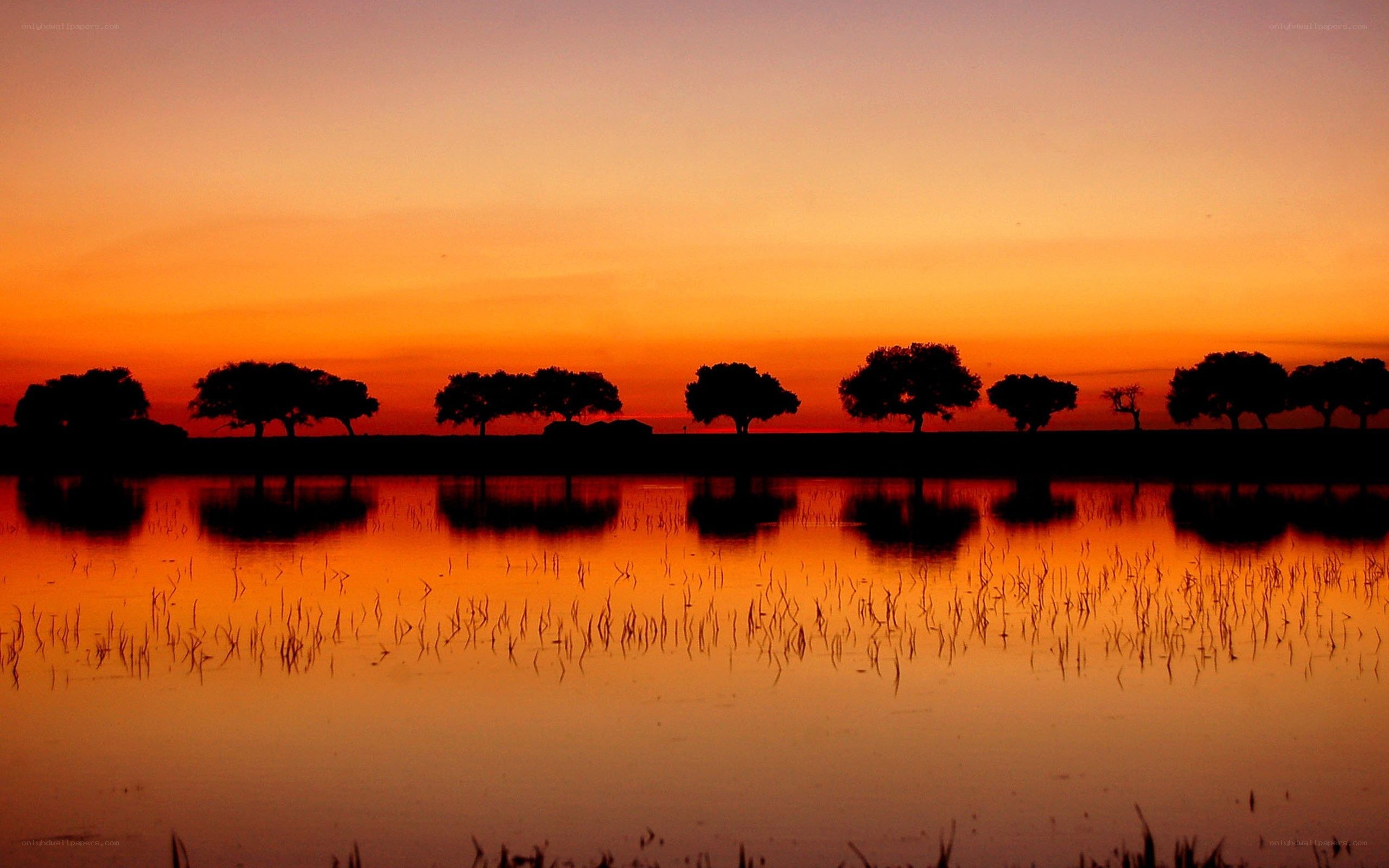Silhouetted trees at sunset