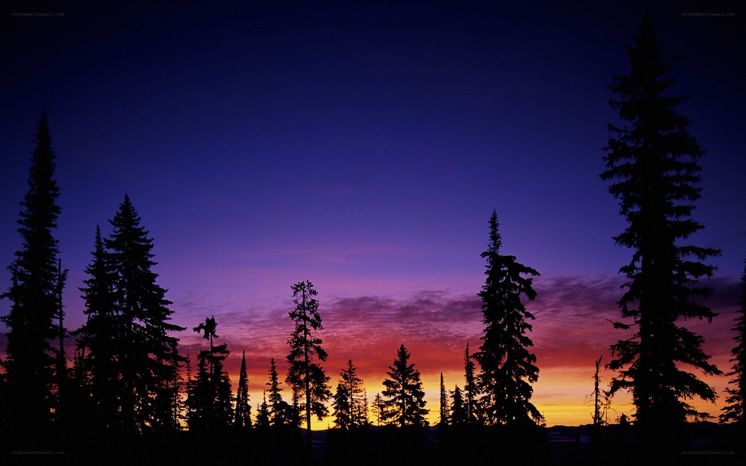 Silhouetted trees at sunset