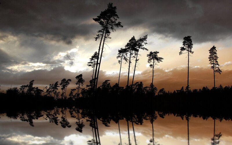 Silhouetted trees at sunset