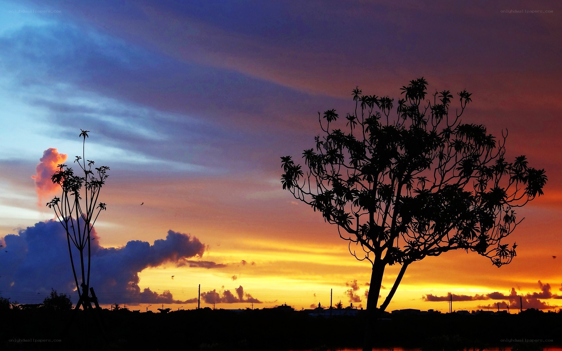 Silhouetted trees at sunset