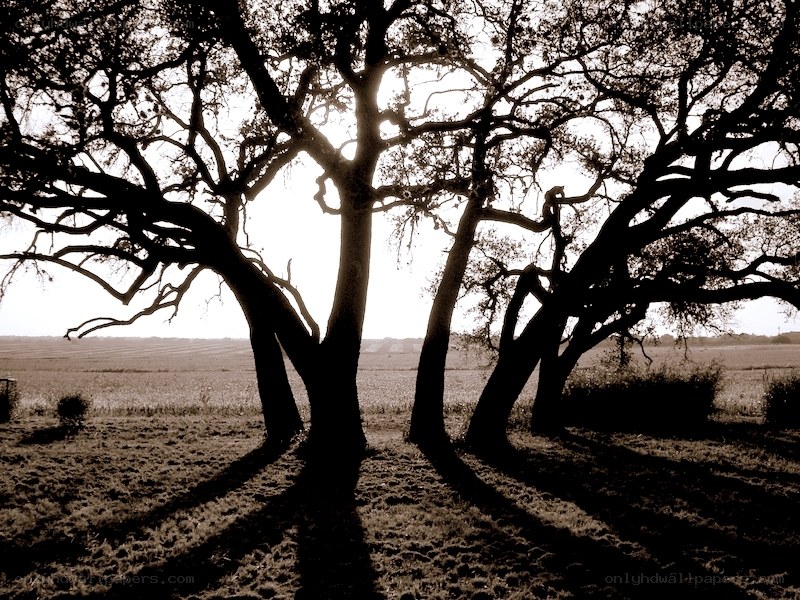 Silhouetted trees at sunset