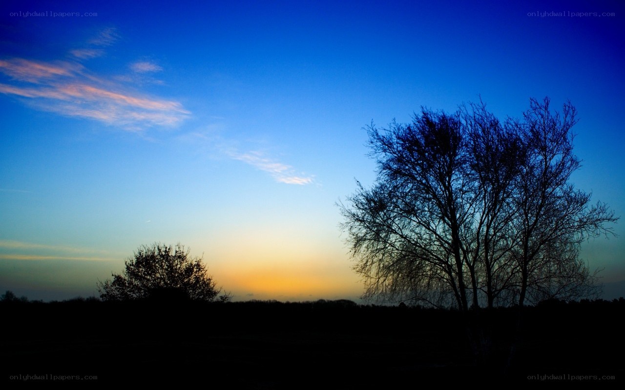 Silhouetted trees at sunset