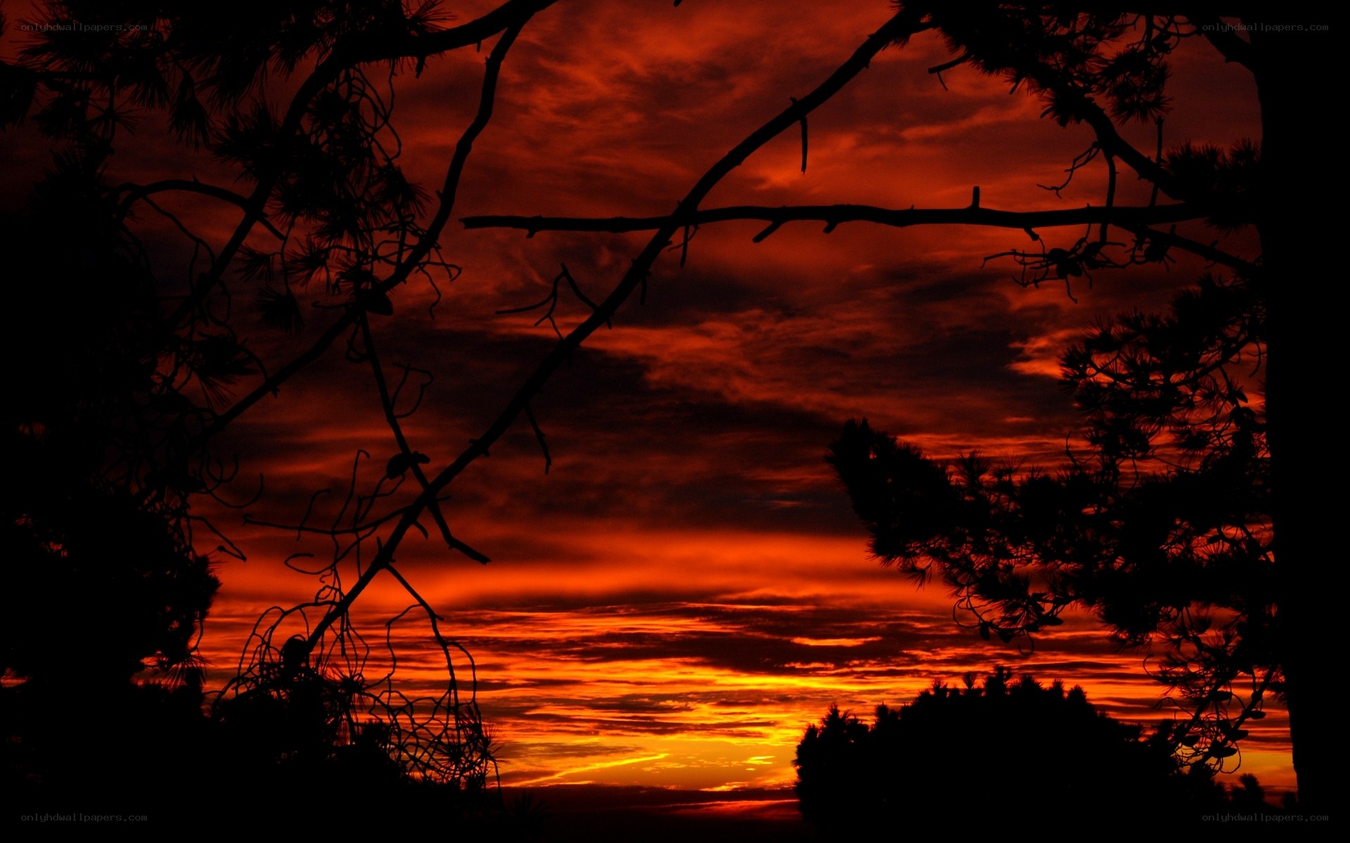 Silhouetted trees at sunset