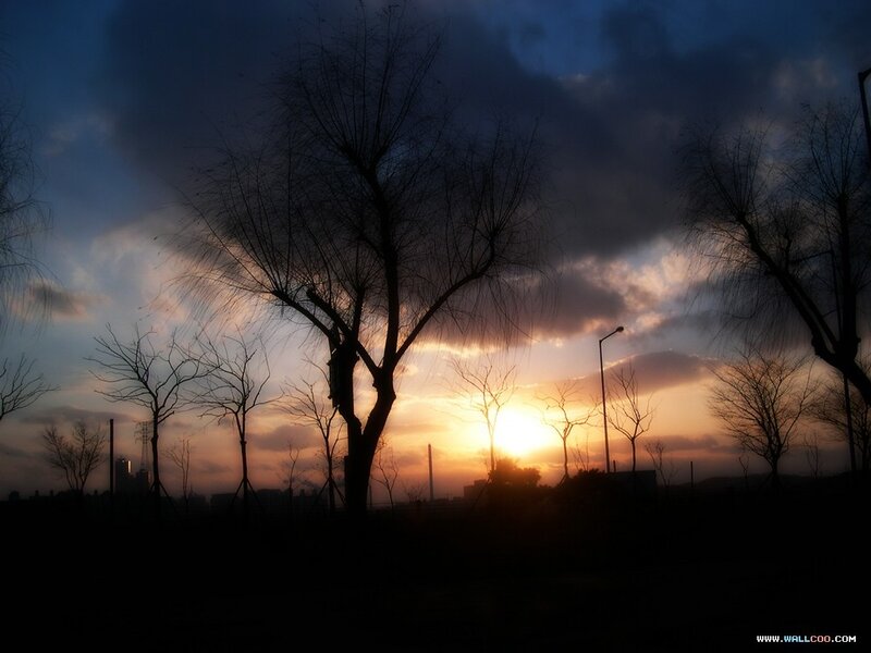 Silhouetted trees at sunset