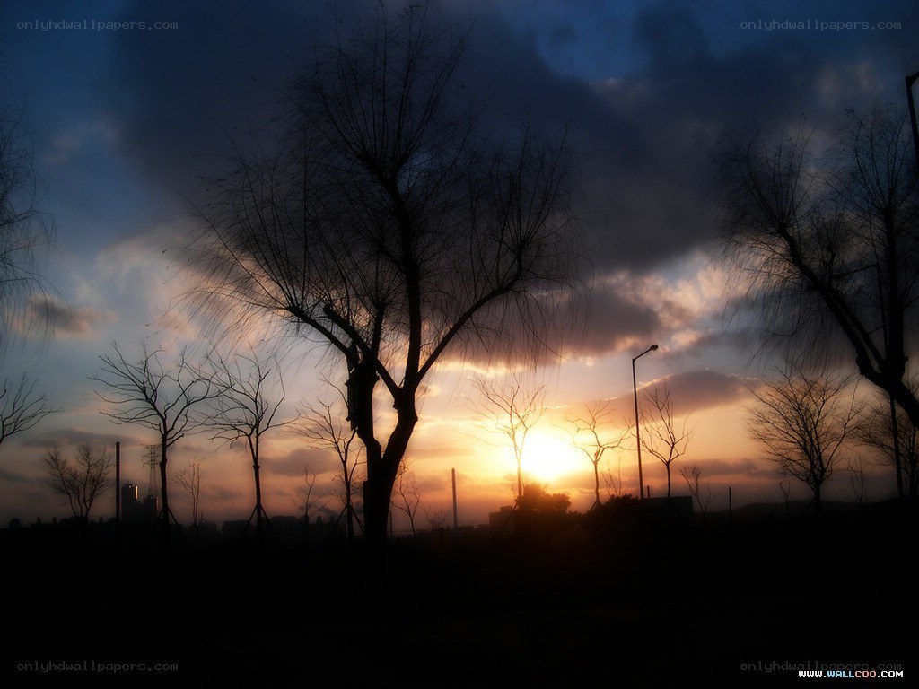 Silhouetted trees at sunset
