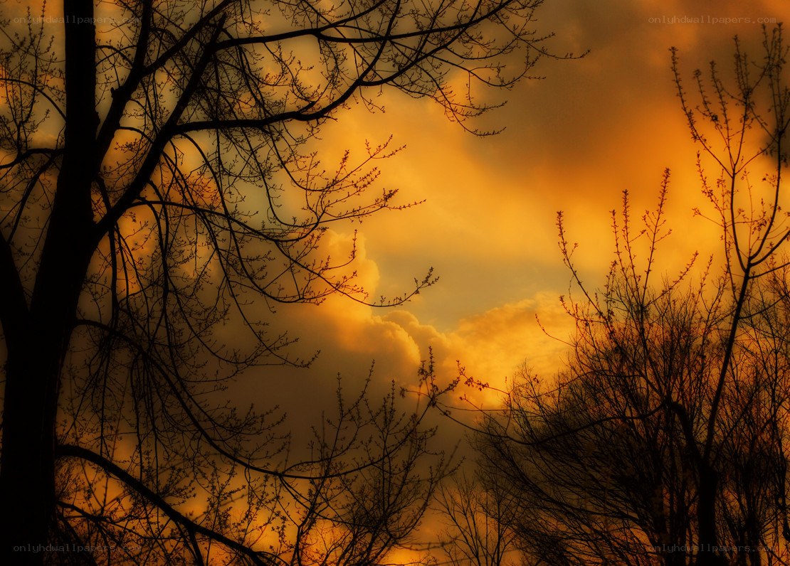 Silhouetted trees at sunset