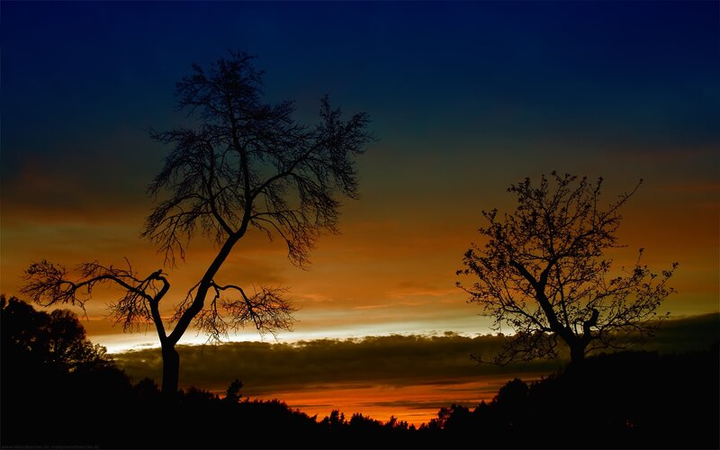 Silhouetted trees at sunset