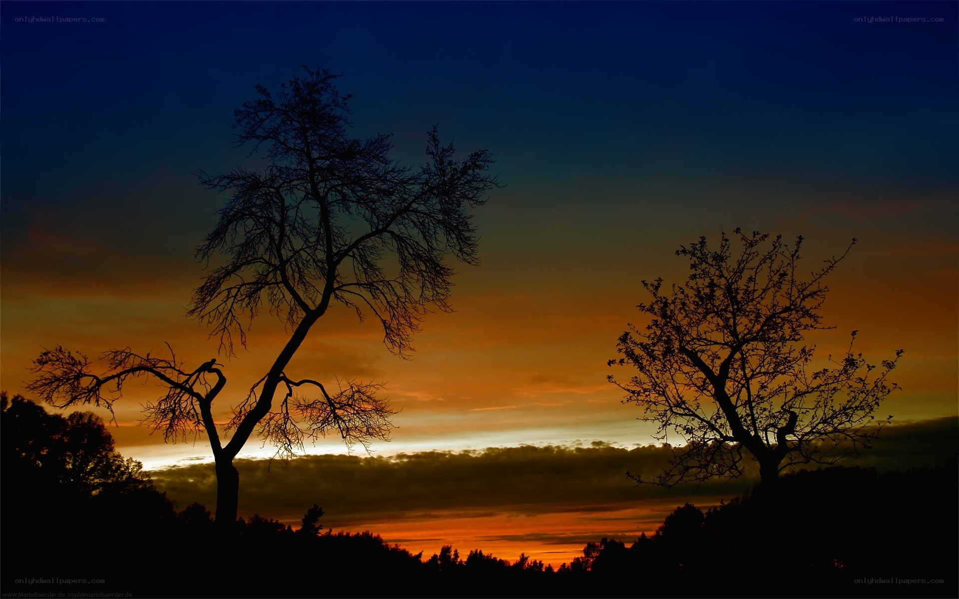 Silhouetted trees at sunset