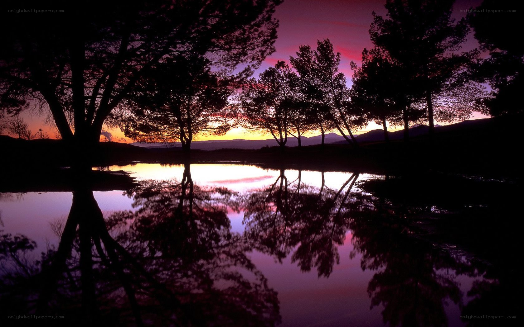Silhouetted trees at sunset
