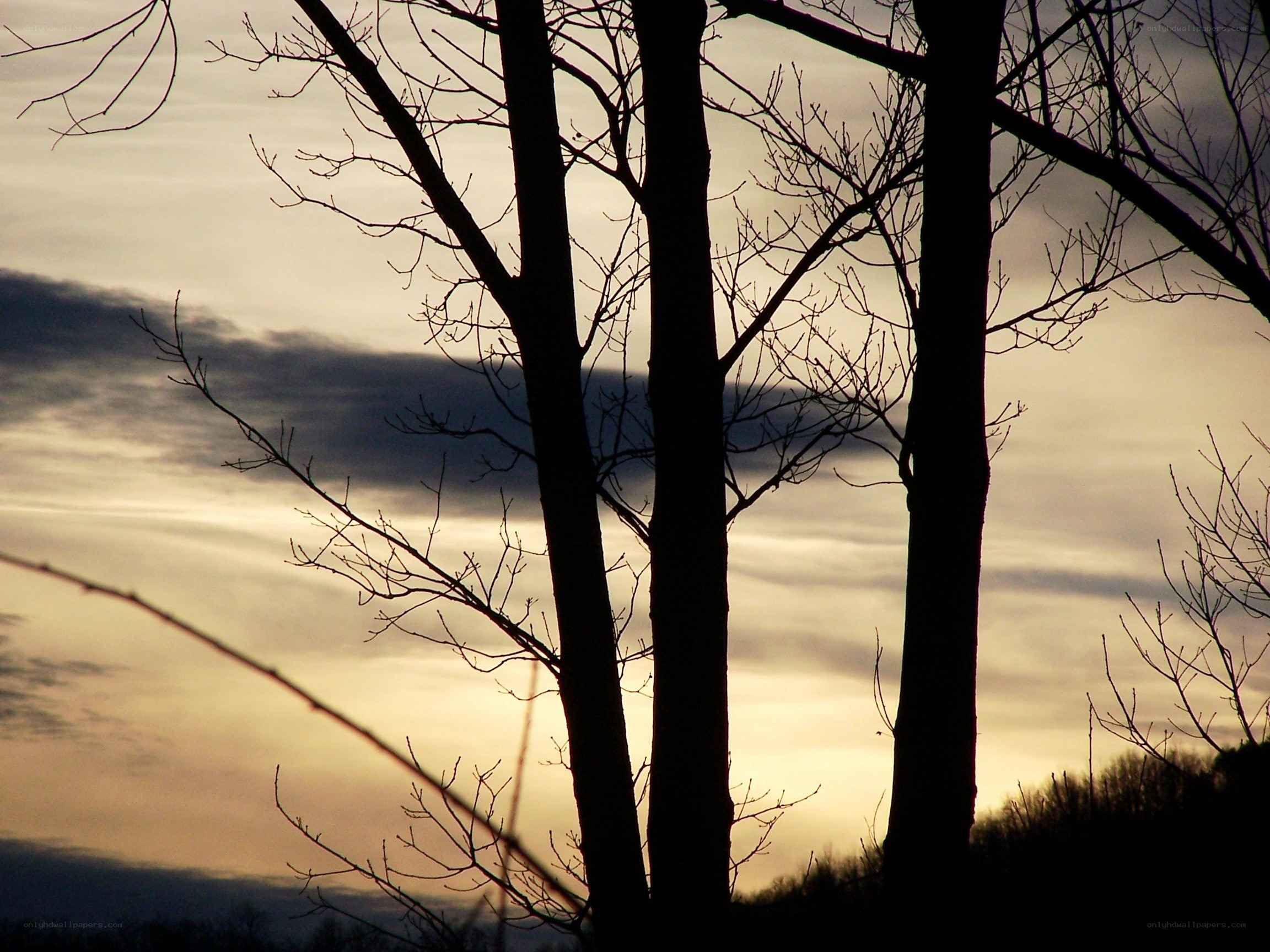 silhouetted trees at sunset