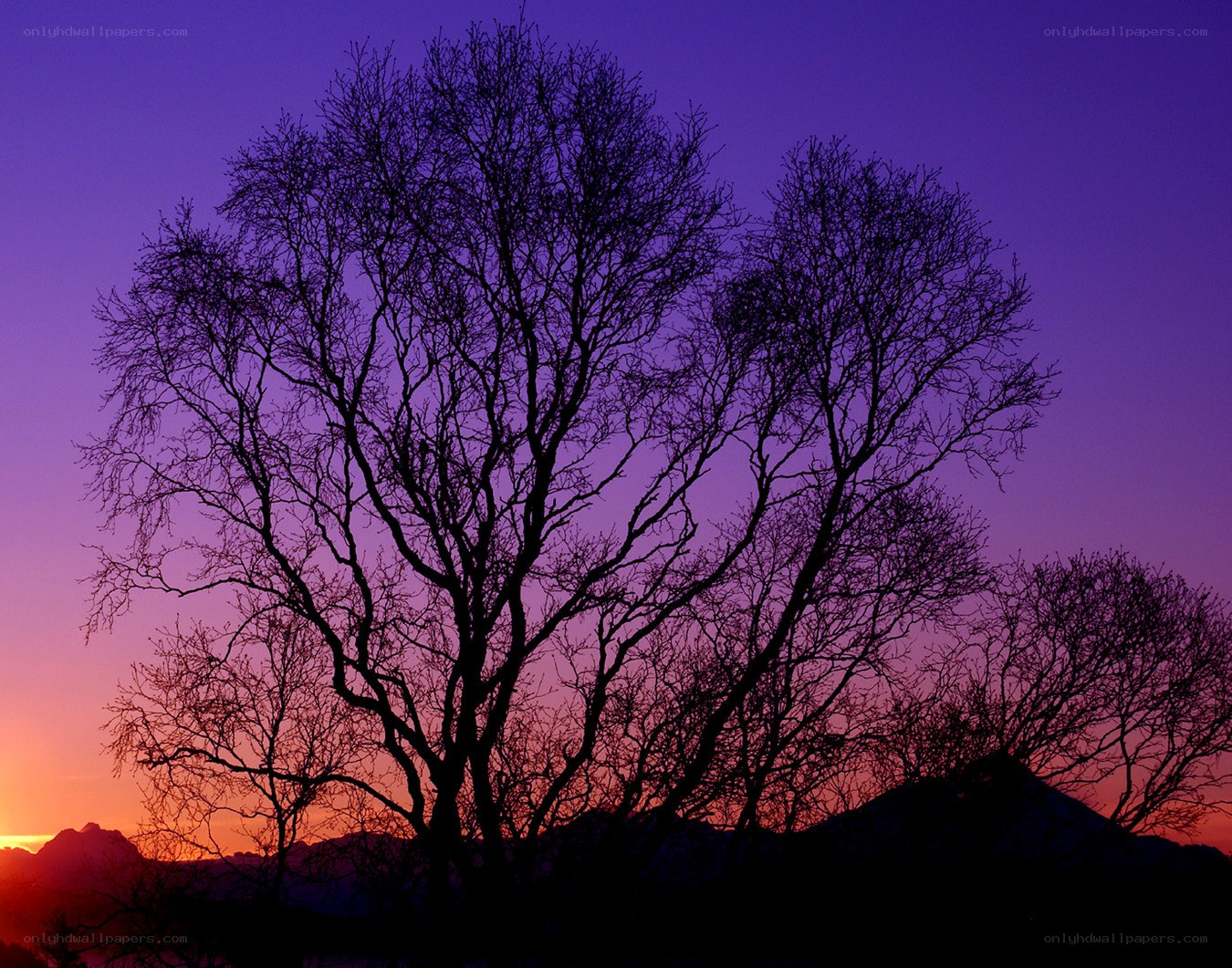 Silhouetted trees at sunset
