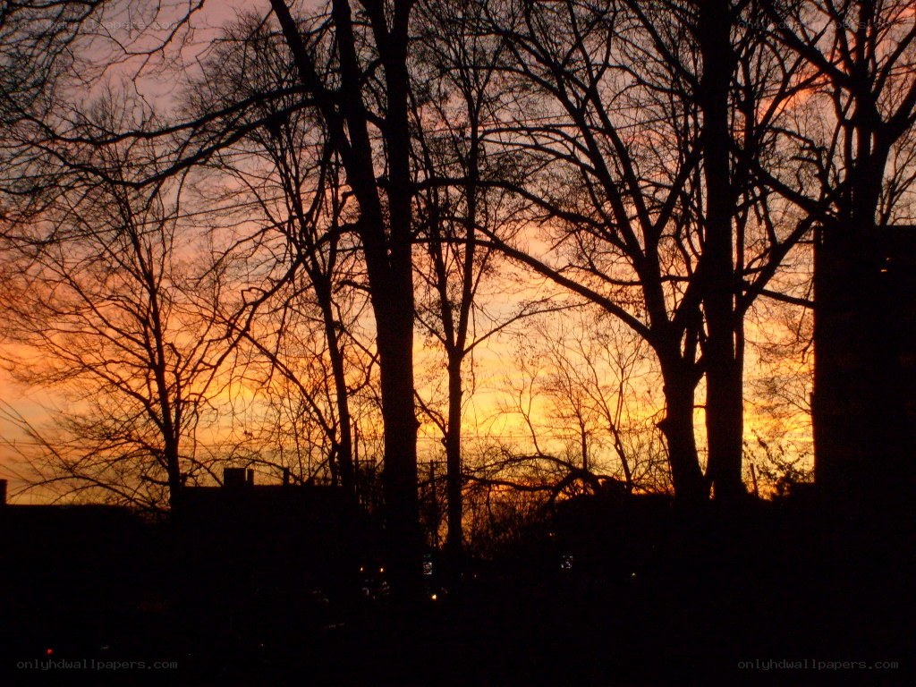 silhouetted trees at sunset