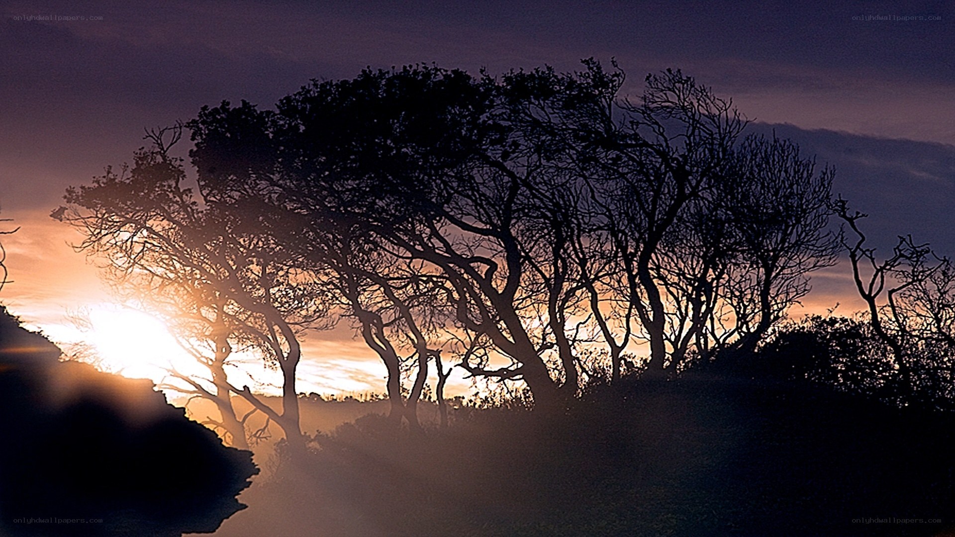 Silhouetted trees at sunset