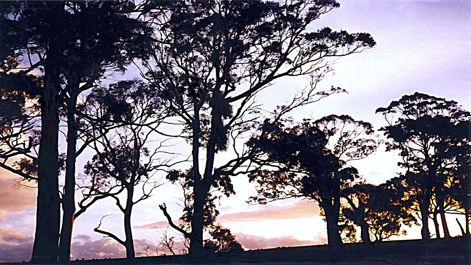 silhouetted trees at sunset
