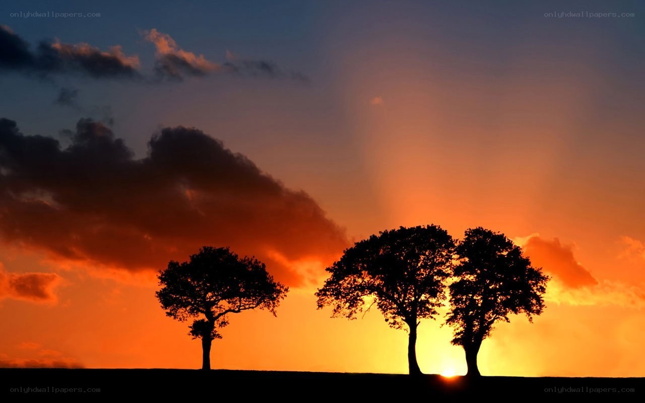 Silhouetted trees at sunset