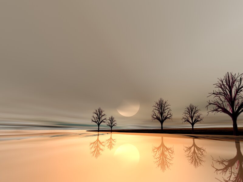 Silhouetted trees at sunset