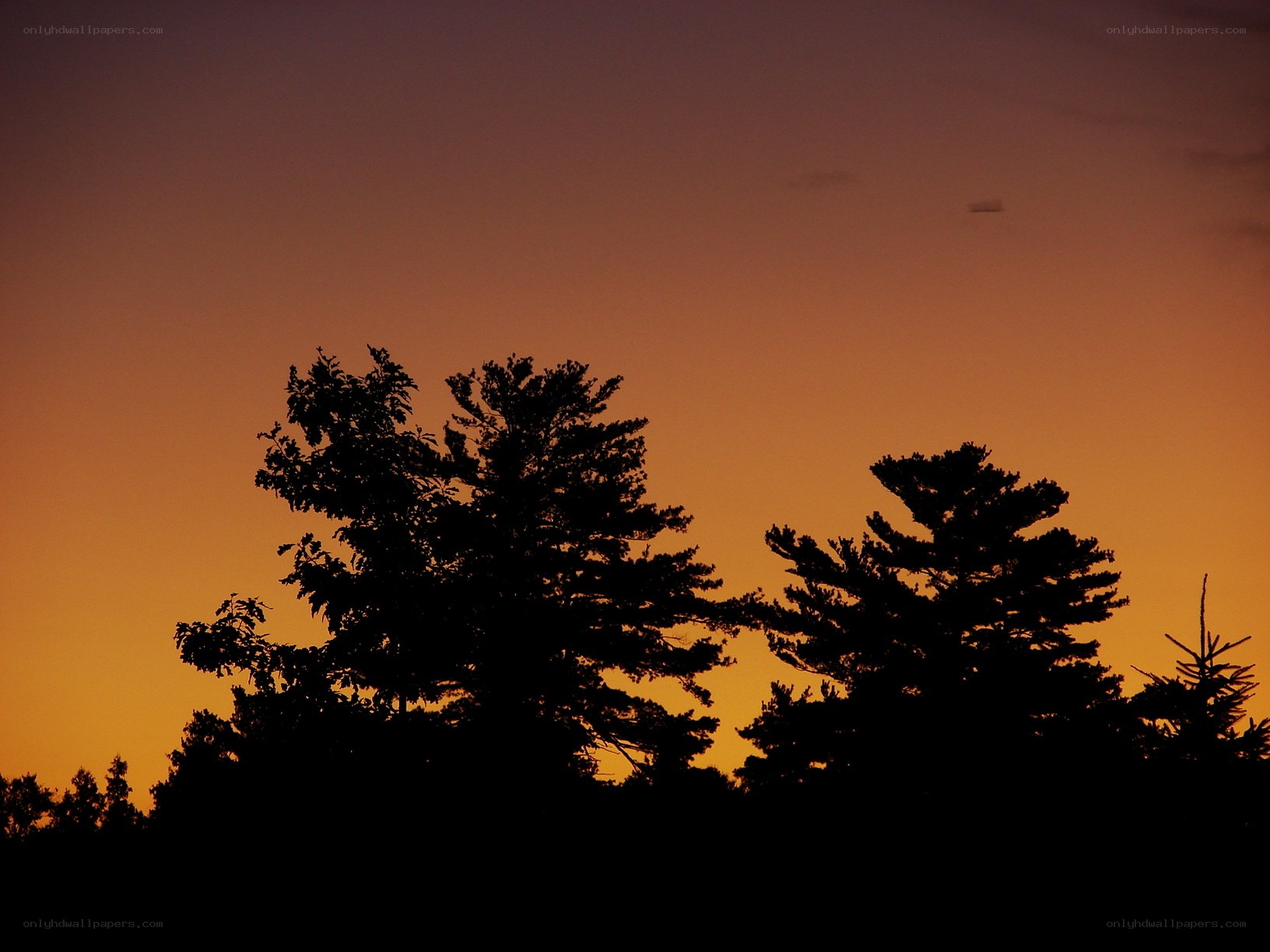 silhouetted trees at sunset