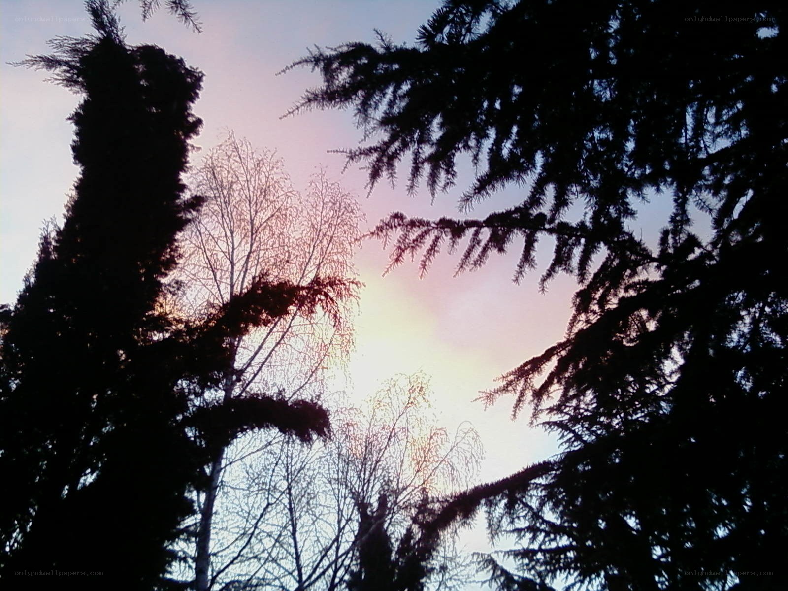 silhouetted trees at sunset