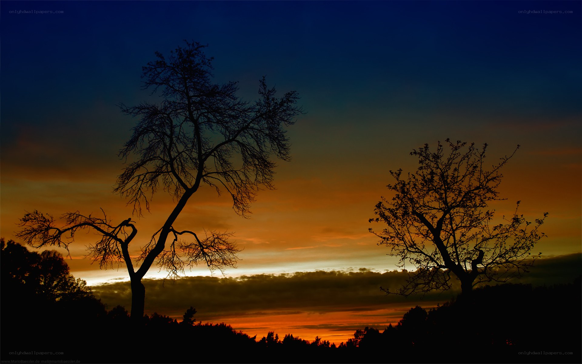 Silhouetted trees at sunset