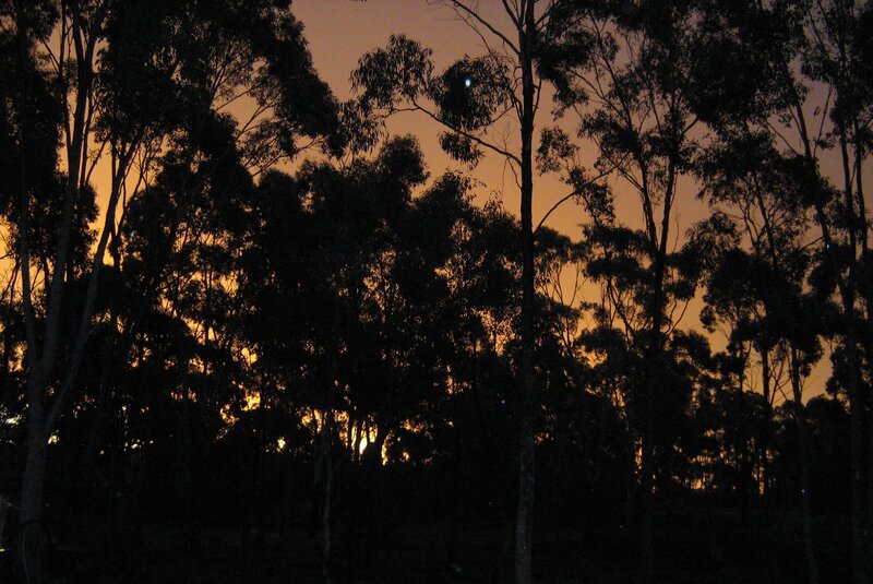 silhouetted trees at sunset