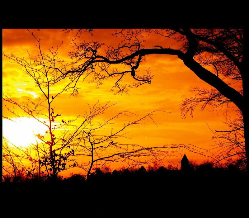 Silhouetted trees at sunset