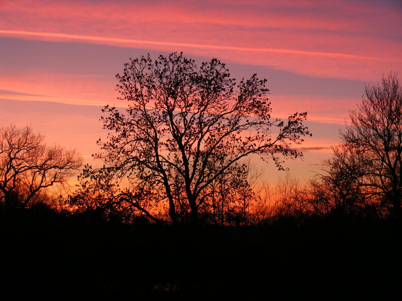 Silhouetted trees at sunset