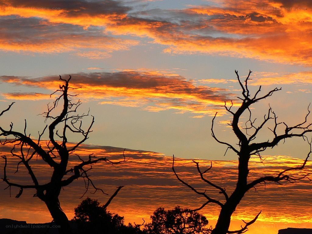 Silhouetted trees at sunset