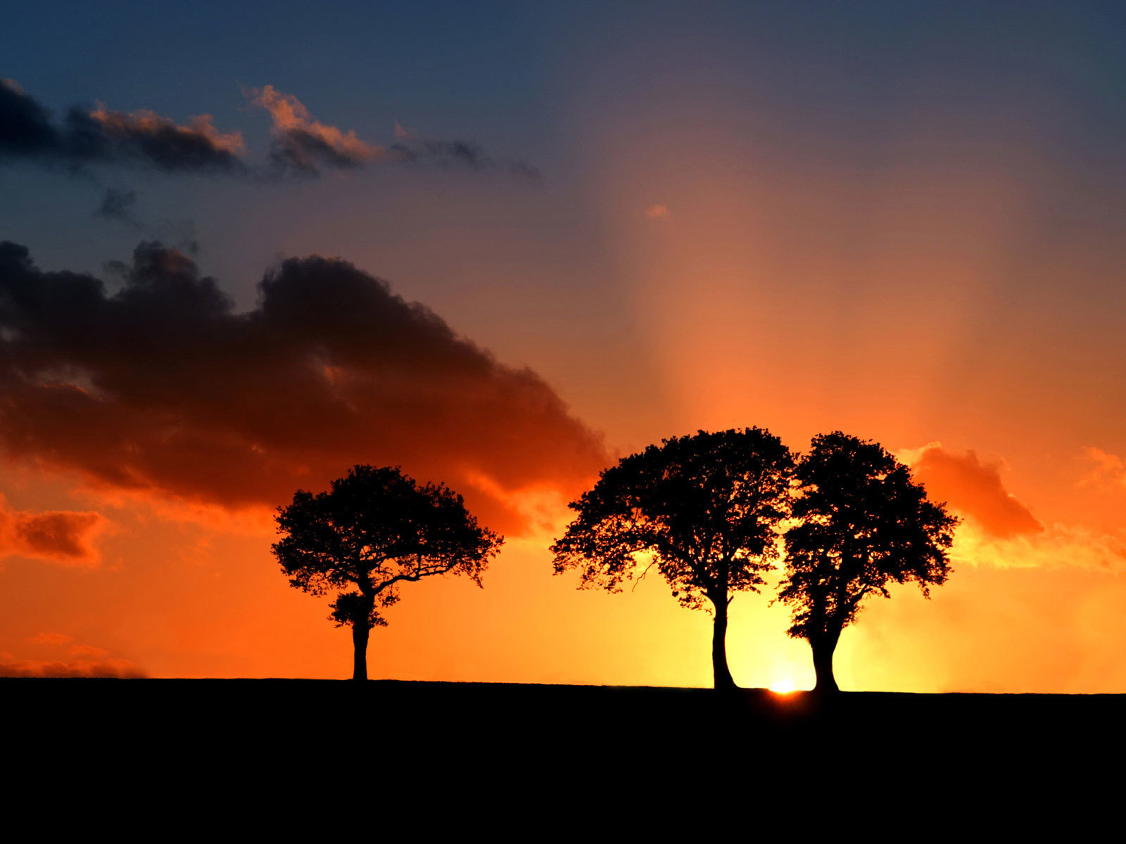 Silhouetted trees at sunset