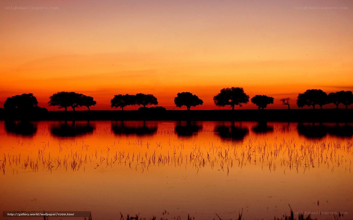 Silhouetted trees at sunset